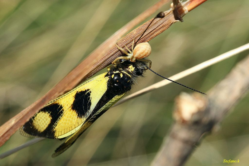 Runcinia grammica con preda (Libelloides) - Padriciano (TS)